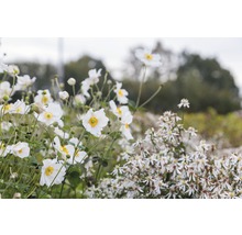 Nahaufnahme von weiß blühenden Herbst-Anemonen im Garten.