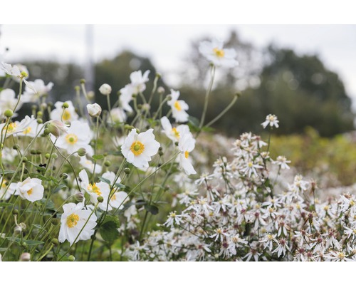 Japan-Herbst-Anemone FloraSelf Anemone hupehensis var. japonica 'Honorine Jobert' H 5-40 cm Co 0,5 L Japan-Herbst-Anemone FloraSelf Anemone hupehensis var. japonica 'Honorine Jobert' H 5-40 cm Co 0,5 L
