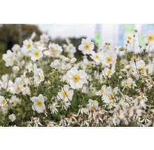 Nahaufnahme von Japanischen Anemonen im Gartenbeet.