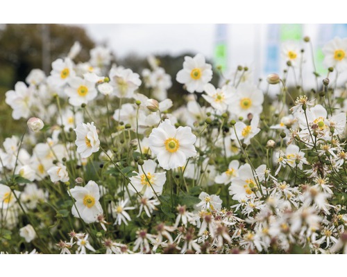 Nahaufnahme von Japanischen Anemonen im Gartenbeet.