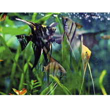 Gruppe von Segelflossern im Aquarium mit Pflanzen