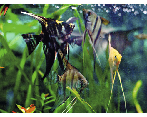 Gruppe von Segelflossern im Aquarium mit Pflanzen