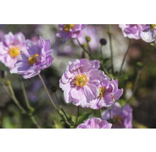 Nahaufnahme von blassvioletten Herbst-Anemonenblüten mit gelben Staubgefäßen