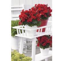 Blumenständer aus Holz mit roten Begonien in Töpfen