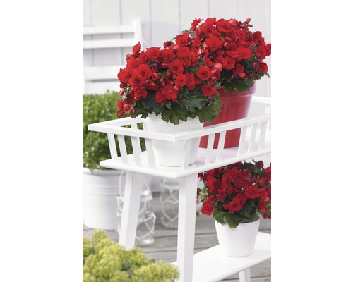 Blumenständer aus Holz mit roten Begonien in Töpfen