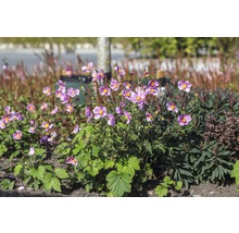 Gruppe von Herbst-Anemonen im Gartenbeet