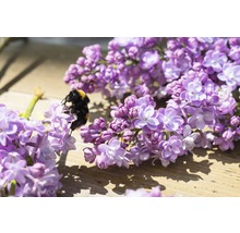 Nahaufnahme einer Hummel auf Fliederblüten