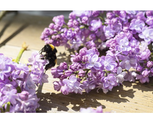 Nahaufnahme einer Hummel auf Fliederblüten