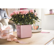 Azalee in rosa Pflanzgefäß auf einem Tisch