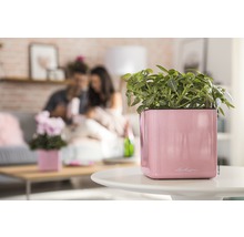 Dekorative Zimmerpflanze in einem rosa Lechuza Blumentopf auf einem Tisch