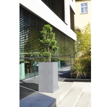 Grauer Pflanzkübel mit Pflanze auf einer Außentreppe vor einem Gebäude.