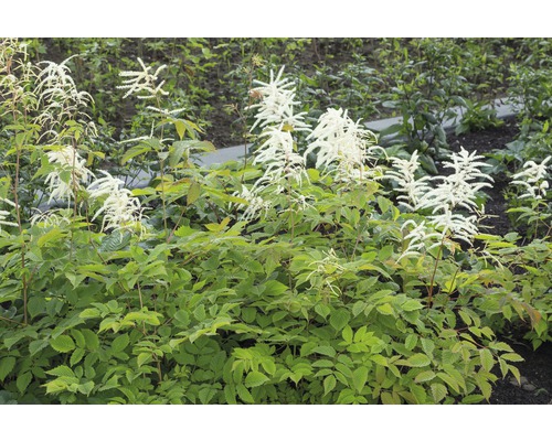 Hoher Wald-Geißbart FloraSelf Aruncus dioicus H 5-40 cm Co 0,5 L