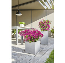 Terrassenszene mit zwei grauen, quadratischen Pflanzgefäßen mit pinkfarbenen Blumen