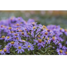 Kissenaster FloraSelf Aster dumosus 'Prof. A. Kippenberg' H 5-20 cm Co 0,5 L
