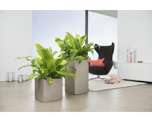 Zwei quadratische Pflanzgefäße mit Pflanzen in einem hellen Wohnraum.