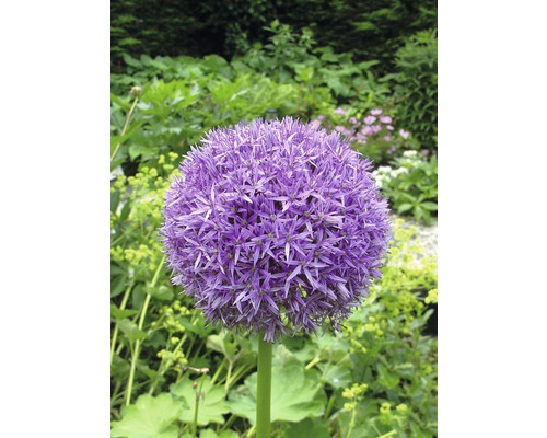 Blühender Zierlauch im Garten