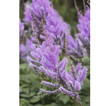 Astilbe im Garten