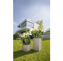 Zwei quadratische Pflanzkübel mit Blumen auf einer Rasenfläche vor einem modernen Haus.