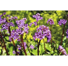 Nahaufnahme von Bergenienblüten im Garten