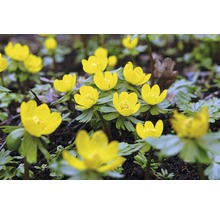 Winterlinge im Gartenbeet