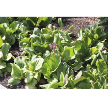 Bergenie Pflanze mit grünen Blättern und Blüten