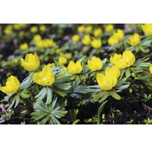 Winterlinge im Gartenbeet