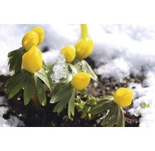 Gelbe Winterlinge blühen im Schnee