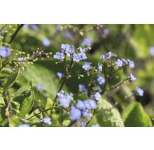 Blütenstände mit kleinen, blauen Blüten und grünen Blättern.