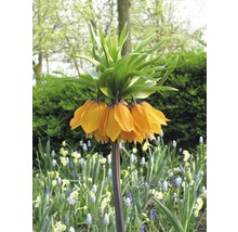 Kaiserkrone Blume im Garten