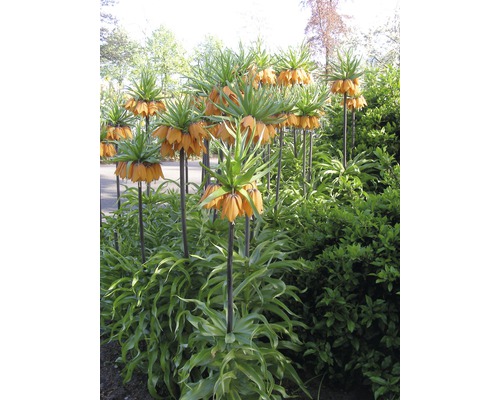 Gruppe von Kaiserkronen im Gartenbeet