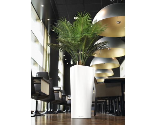 Zimmer mit Pflanze in weißem Pflanzgefäß