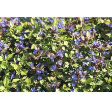 Blaukissen Pflanze mit Blättern und Blüten