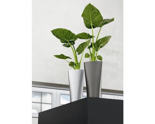 Zwei Zimmerpflanzen in Pflanzgefäßen auf einem Regal