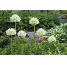 Blumenzwiebel FloraSelf Allium/Riesen-Zierlauch 'Mount Everest‘ 1 Stk.