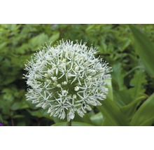 Blumenzwiebel FloraSelf Allium/Riesen-Zierlauch 'Mount Everest‘ 1 Stk.