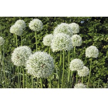 Blumenzwiebel FloraSelf Allium/Riesen-Zierlauch 'Mount Everest‘ 1 Stk.