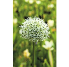 Blumenzwiebel FloraSelf Allium/Riesen-Zierlauch 'Mount Everest‘ 1 Stk.