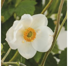 Nahaufnahme einer blühenden Herbstanemone