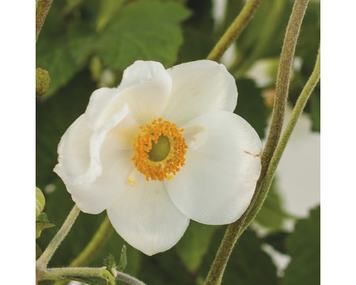 Nahaufnahme einer blühenden Herbstanemone