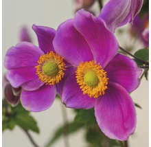 Nahaufnahme von Herbst-Anemonenblüten