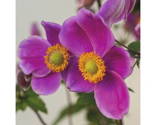 Nahaufnahme von Herbst-Anemonenblüten