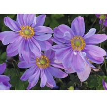 Nahaufnahme von Herbst-Anemonenblüten