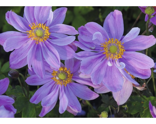 Nahaufnahme von Herbst-Anemonenblüten