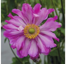 Nahaufnahme einer pinkfarbenen Herbst-Anemone mit gelber Mitte.