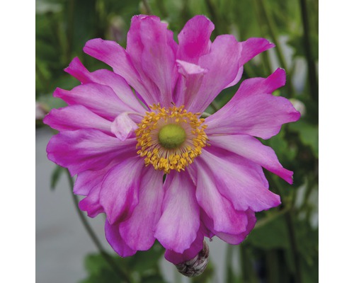 Nahaufnahme einer pinkfarbenen Herbst-Anemone mit gelber Mitte.