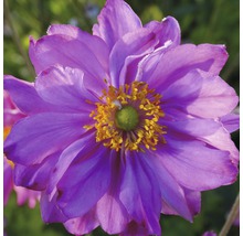 Nahaufnahme einer japanischen Herbst-Anemone Blüte