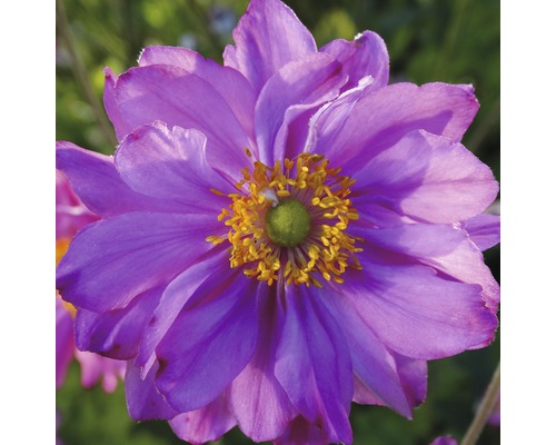 Nahaufnahme einer japanischen Herbst-Anemone Blüte
