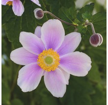 Nahaufnahme einer Herbst-Anemone mit Blüten und Knospen