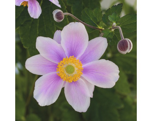 Nahaufnahme einer Herbst-Anemone mit Blüten und Knospen