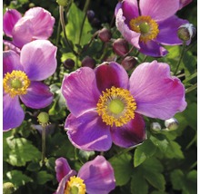 Nahaufnahme von Japanischen Anemonenblüten